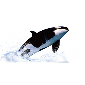 Killer whale PNG-71285